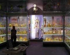 170405-A visit to the HunterianCollection.jpg